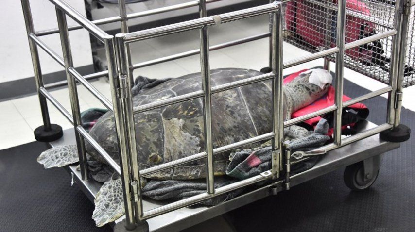 Extrajeron 915 monedas del estómago de una tortuga