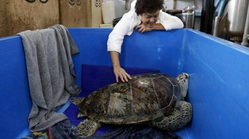 Extrajeron 915 monedas del estómago de una tortuga