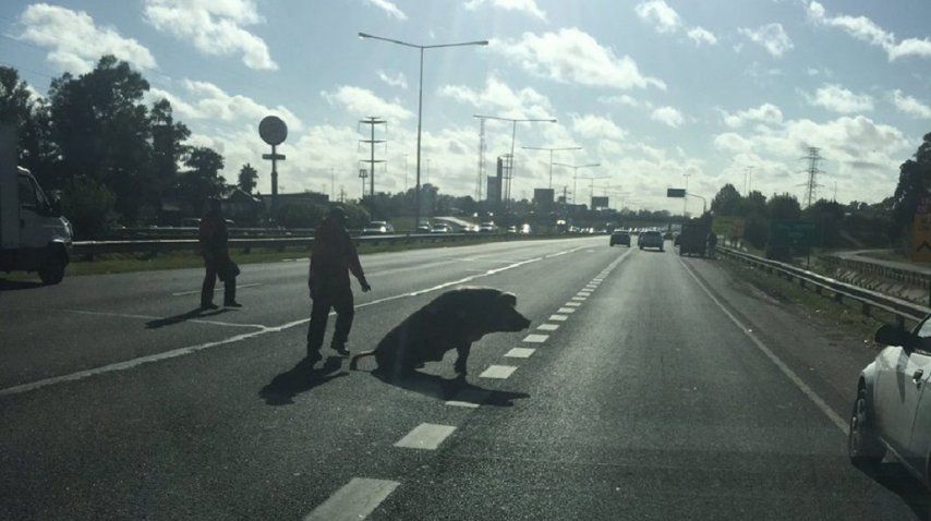 Un chancho apareció en la Panamericana - Crédito: @clauzakhem<p></p>