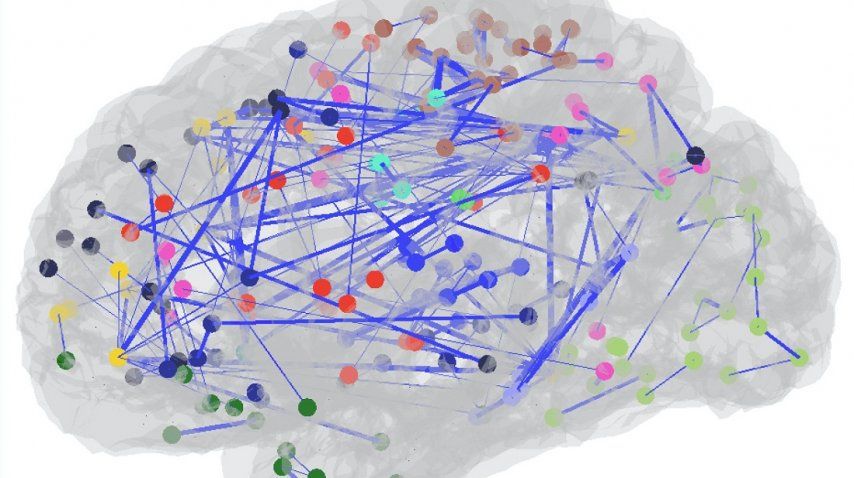 Así son las conexiones en el cerebro de Garéyev<br>