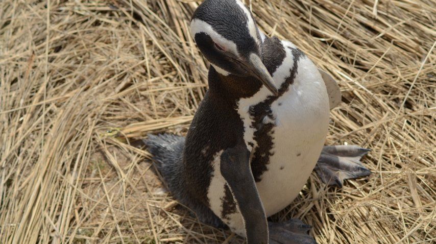 Un paseo con los pingüinos<br>
