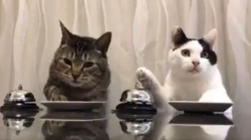 Dos gatos que piden comida con una campana se vuelven virales