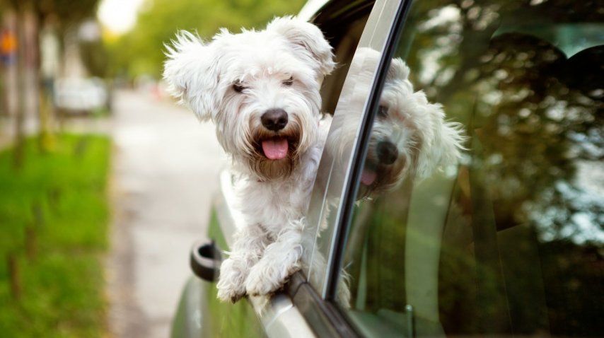 Los perros no deben sacar la cabeza por la ventanilla<br>
