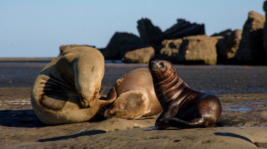 La fauna se reúnes en Puerto Pirámides<br>