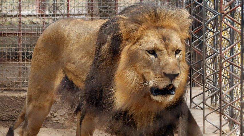 Esta es la leona que se murió en el zoológico