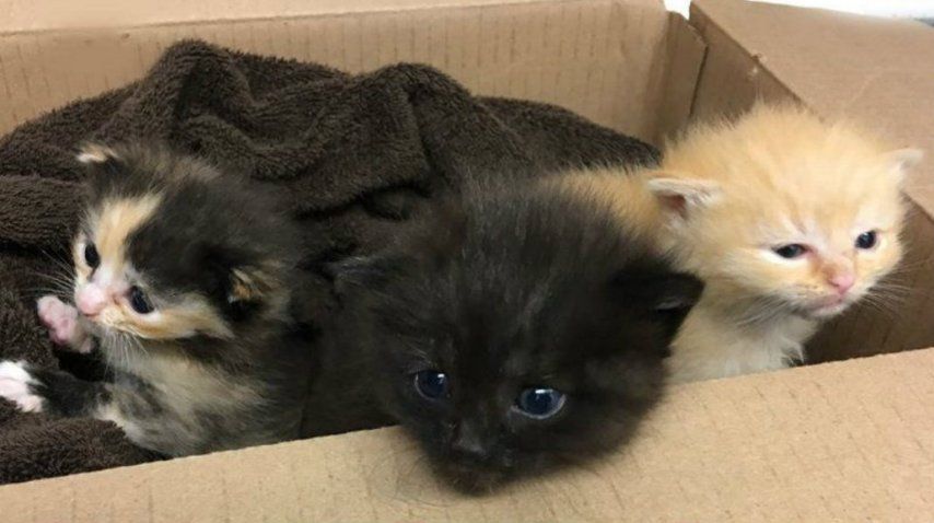 Los hermanitos Empanada, Burrito y Tortilla están en adopción<br>