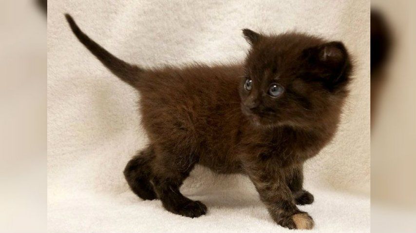 Un centenar de personas quieren a Burrito<br>