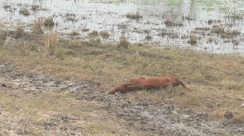 Al menos 50 mil animales murieron por las inundaciones 