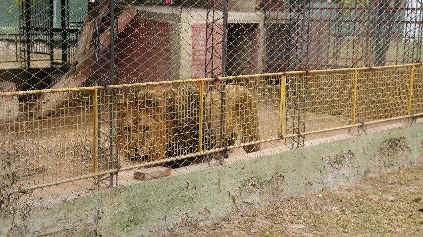 Trasladan a Estados Unidos tigres y leones de ex zoo provincial
