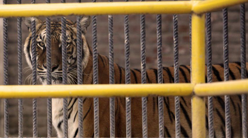 Trasladan a Estados Unidos tigres y leones de ex zoo provincial