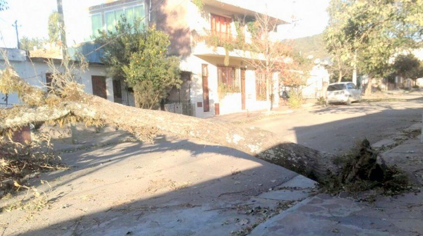 Caídas de árboles, postes y cortes de luz fueron los daños más vistos tras el temporal