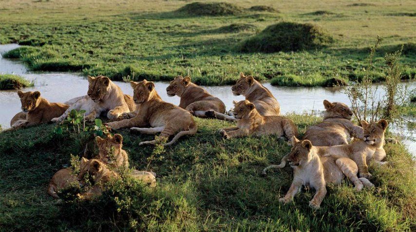 La reserva del Masai Mara, un gran atractivo turístico<br>