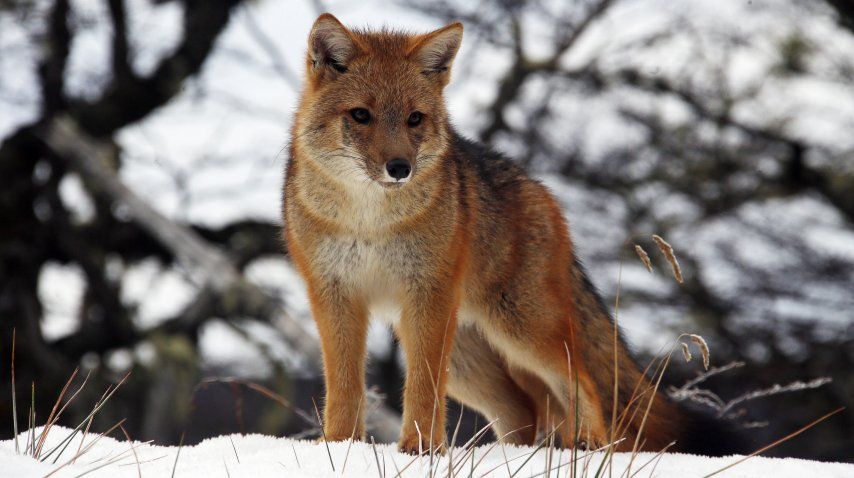 Uno de los zorros protegidos de Karukinka