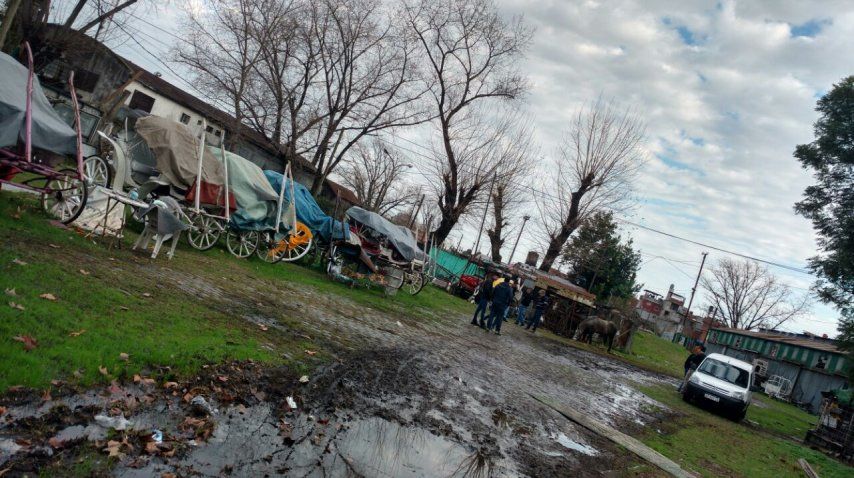 Rescataron a seis caballos<br>