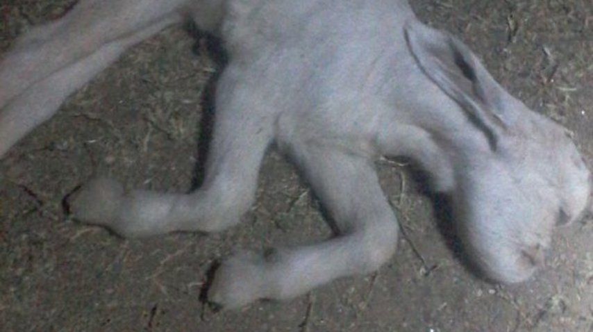 Éste es el cabrito con rostro humano que conmocionó a San Luis