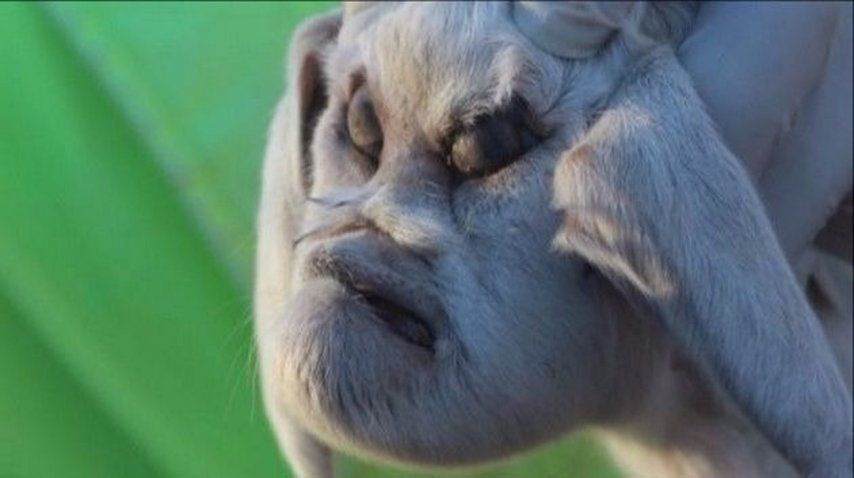 Éste es el cabrito con rostro humano que conmocionó a San Luis