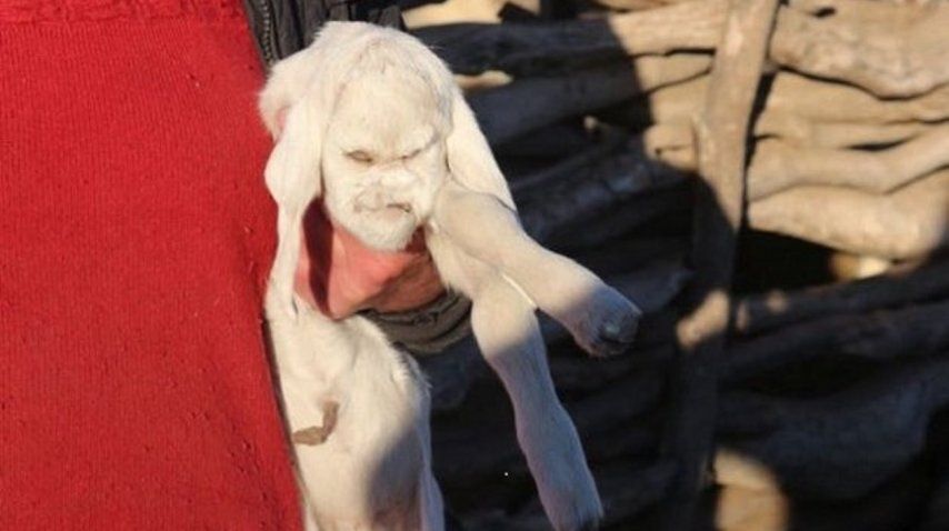 Éste es el cabrito con rostro humano que conmocionó a San Luis