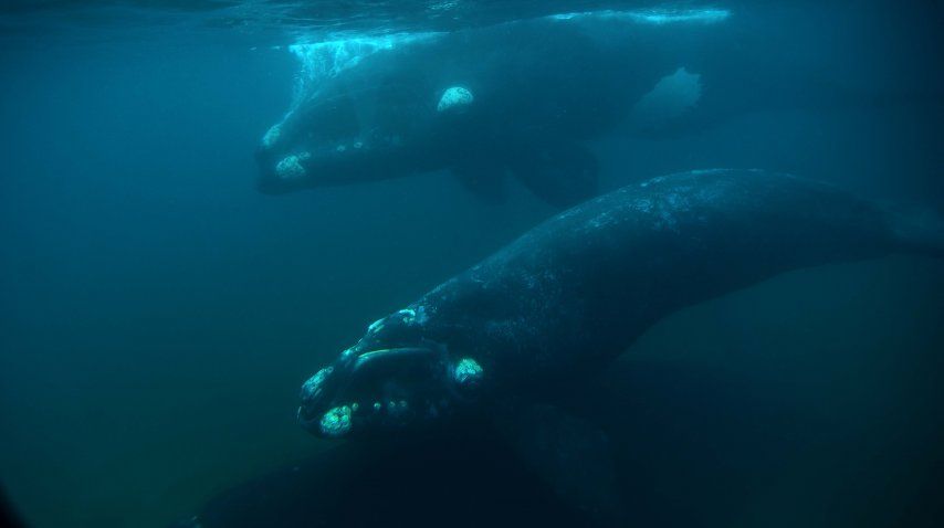El avistaje se realiza desde Puerto Pirámides<br>