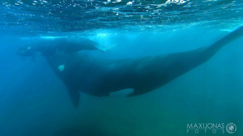 Gentileza: Maxi Jonas<br>