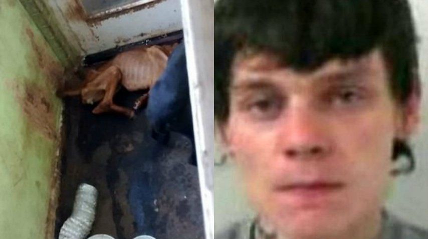 Cook fue sentenciado a cárcel en el Reino Unido por maltrato animal<br>