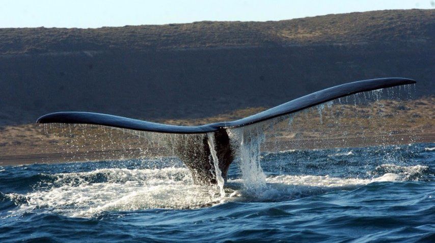 Ballenas en Puerto Madryn<br>