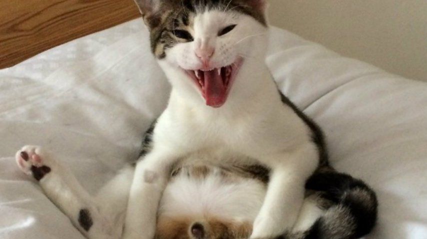 Qué Rancio transferencia de dinero Así reaccionó un gato al percatarse de que fue castrado