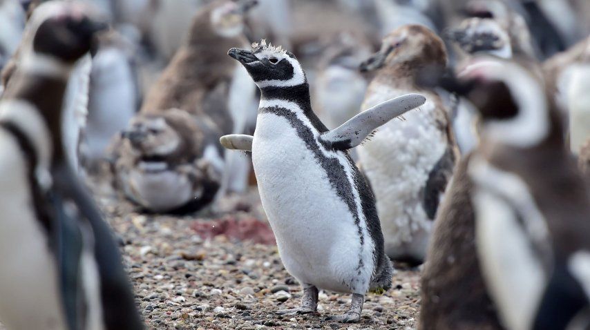 Los pingüinos llegaron a Punta Tombo para aparearse<br>